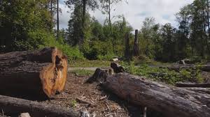Best Root Management and Removal  in Monmouth, OR