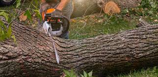 Best Lot and Land Clearing  in Monmouth, OR