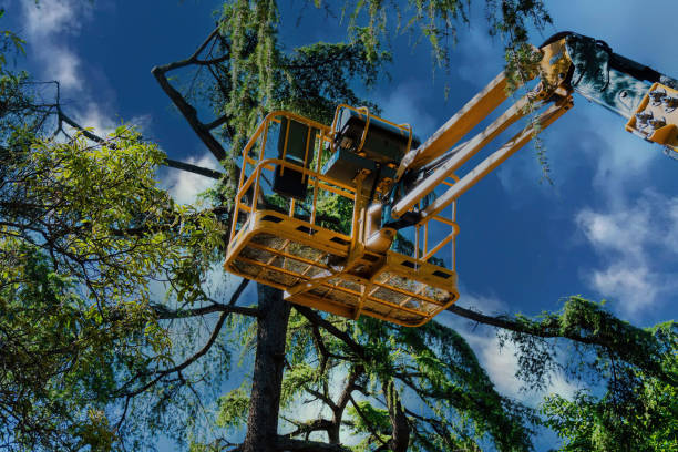 Best Tree Trimming and Pruning  in Monmouth, OR