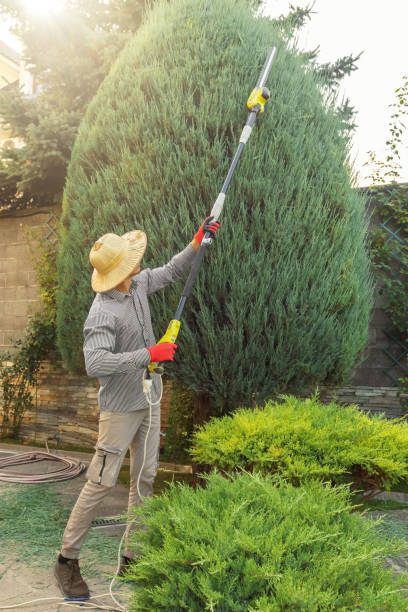Best Tree Removal  in Monmouth, OR