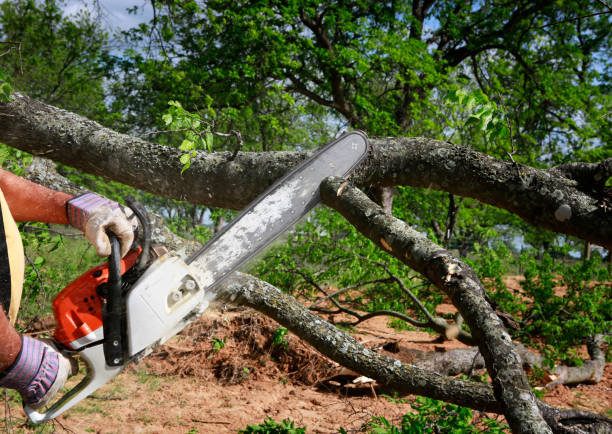 Best Lawn Grading and Leveling  in Monmouth, OR